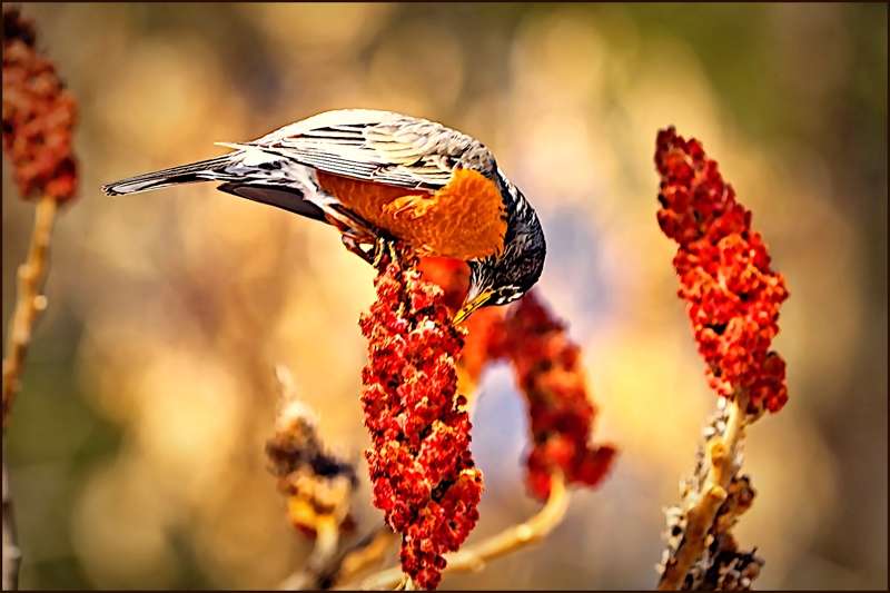 American Robin nibbling a Sumac- 00