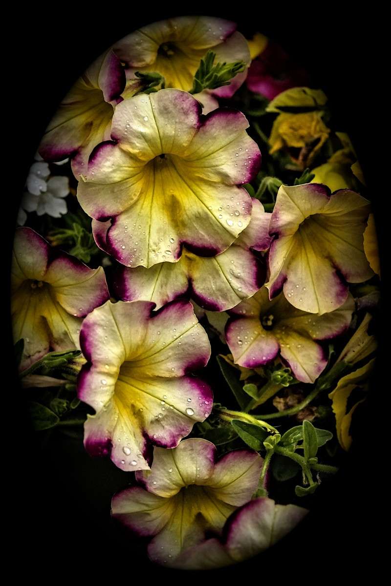 Banana cherry petunia- 03