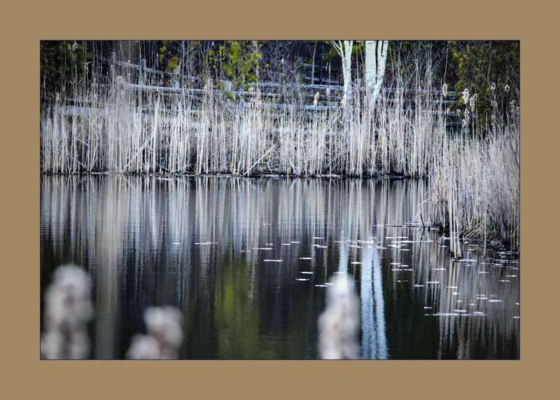 Cat tails by the pond- 01