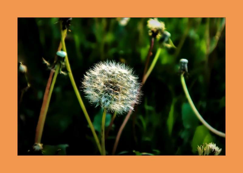 Dandelion Seedhead- 00