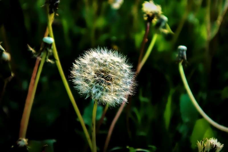 Dandelion Seedhead- 01