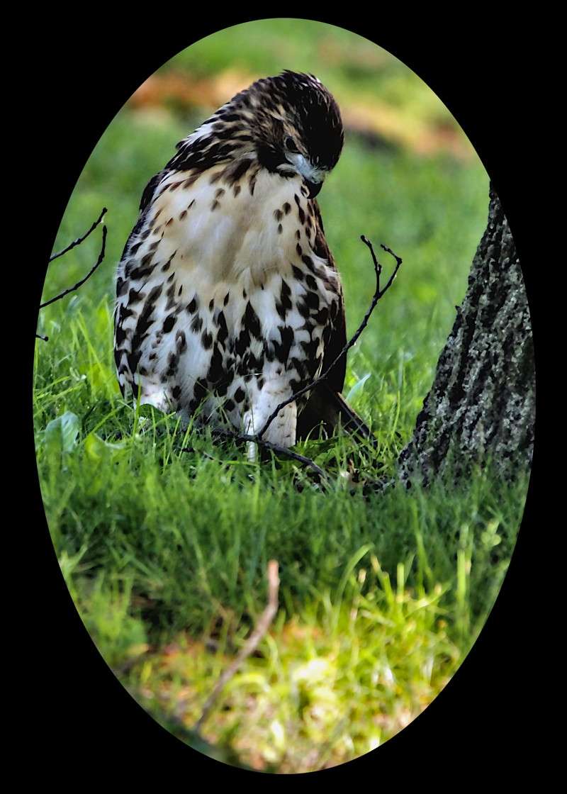 Eat or not to eat.. Red Tailed Hawk- 02