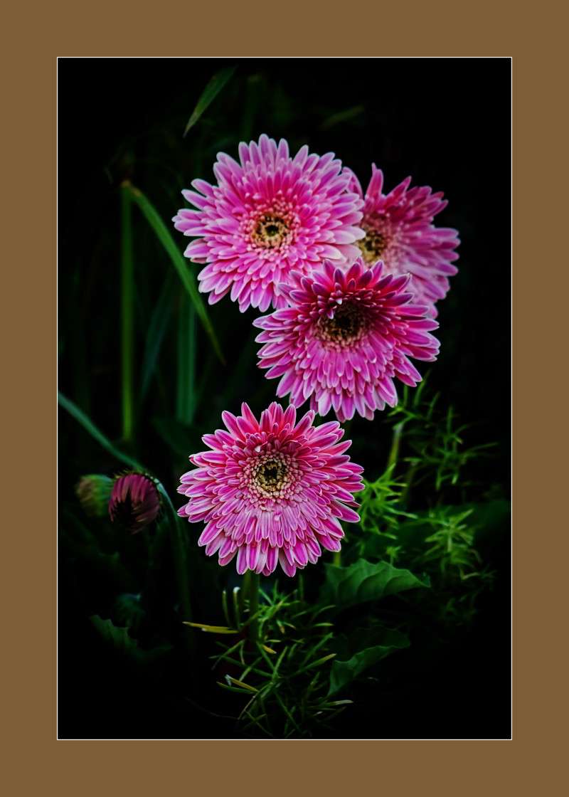 Gerbera Daisies- 01