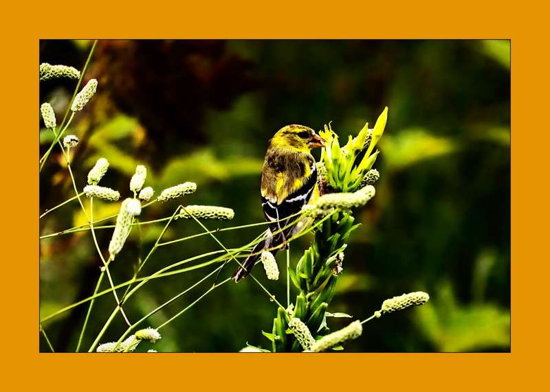 Gold Finch- 00