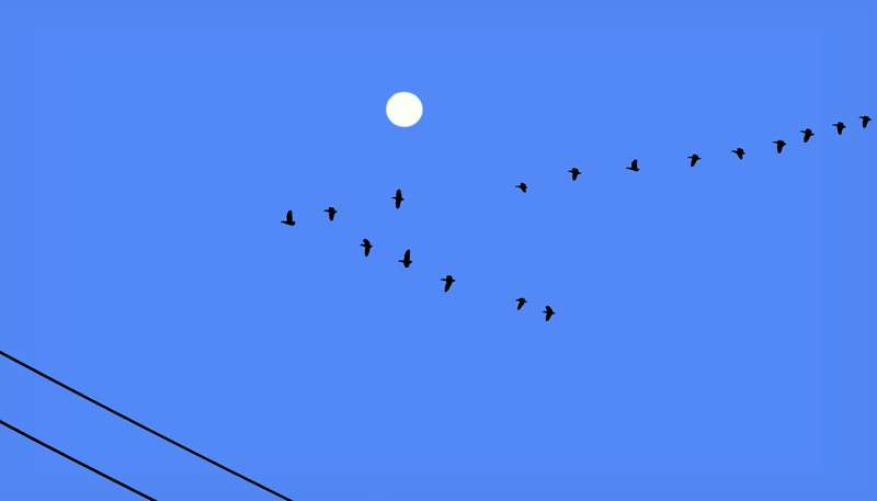 Home Bound Canada Geese- 01
