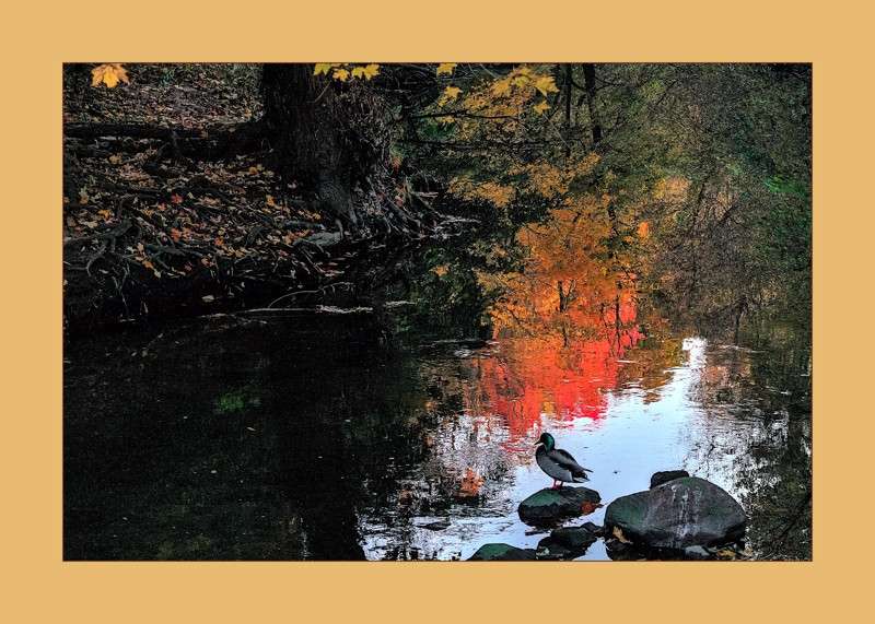 Mallard in an autumn evening- 00