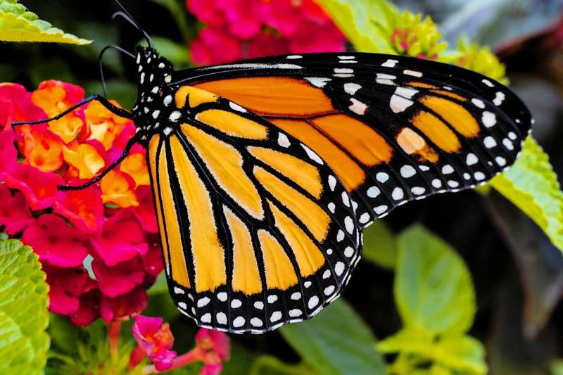 Monarch Butterfly on West Indian Lantana- 02
