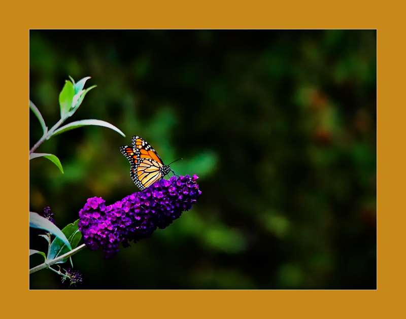 Monarch on Butterfly Bush- 01