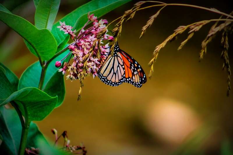 Monarch on Milkweed- 00