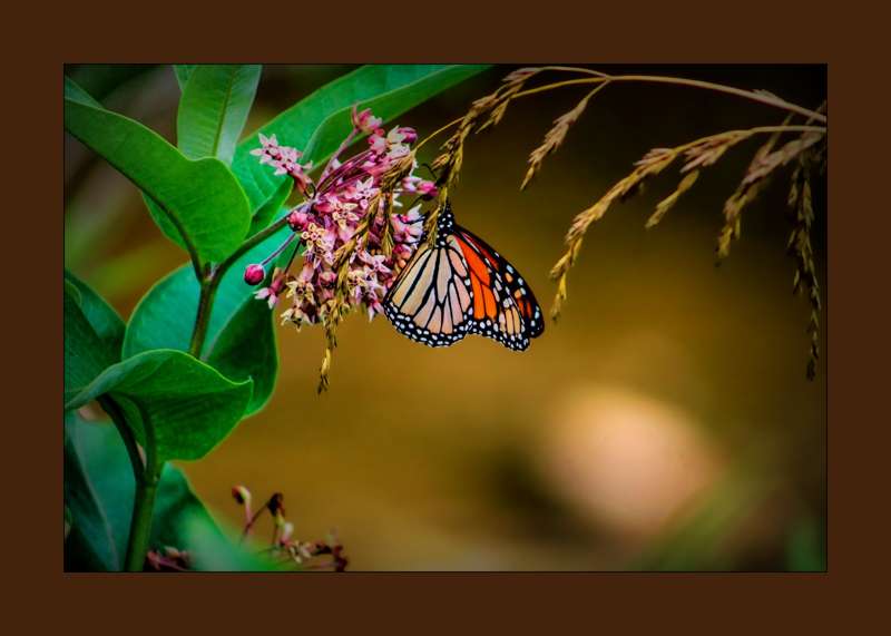 Monarch on Milkweed- 01