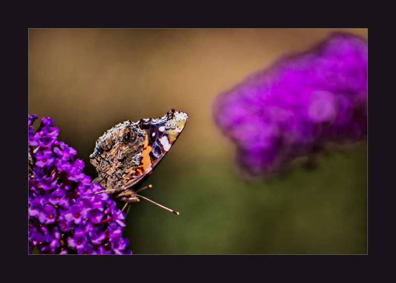 Red Admiral on Butterfly Bush- 00