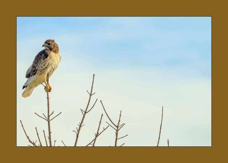 Red-Tailed Hawk- 02