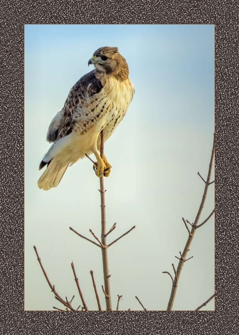 Red-Tailed Hawk- 04