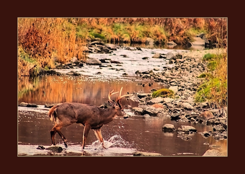 Antler deer crossing the stream- 01