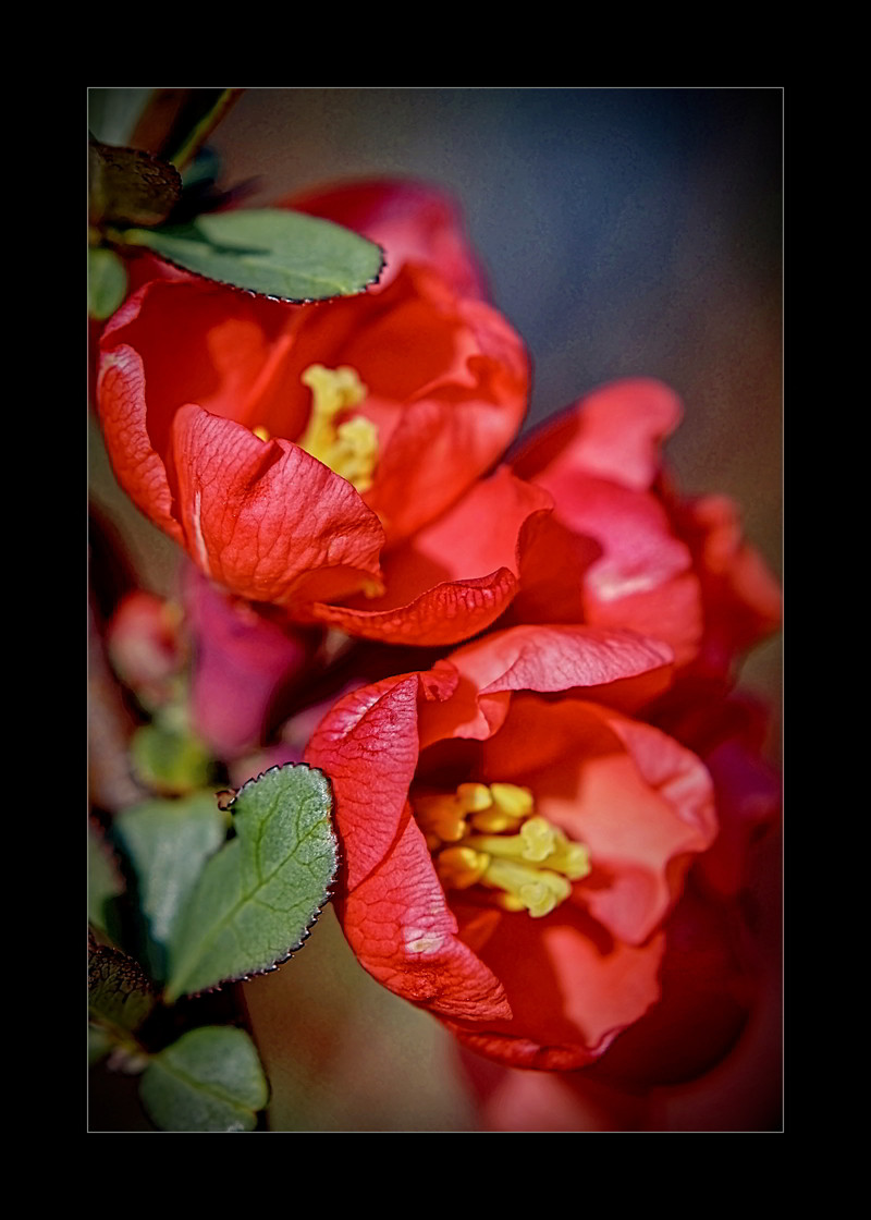 Chaenomeles speciosa - 02