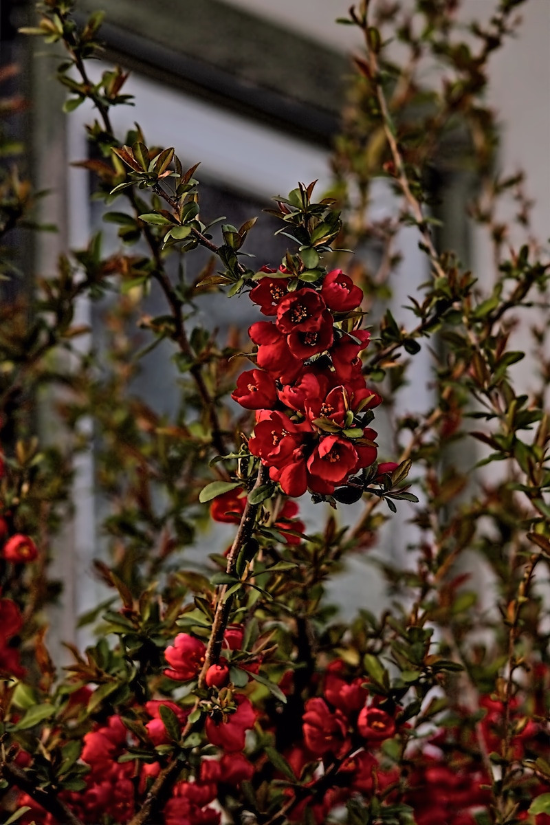 Chaenomeles speciosa by the window- 01
