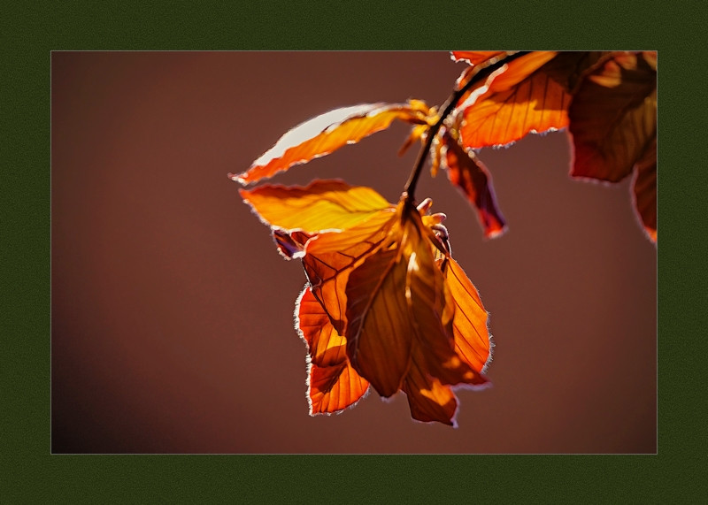 Copper Beech Leafs- 00