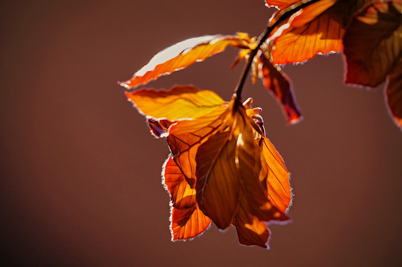 Copper Beech Leafs- 01