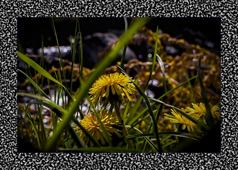 Dandelion by the brook- 00