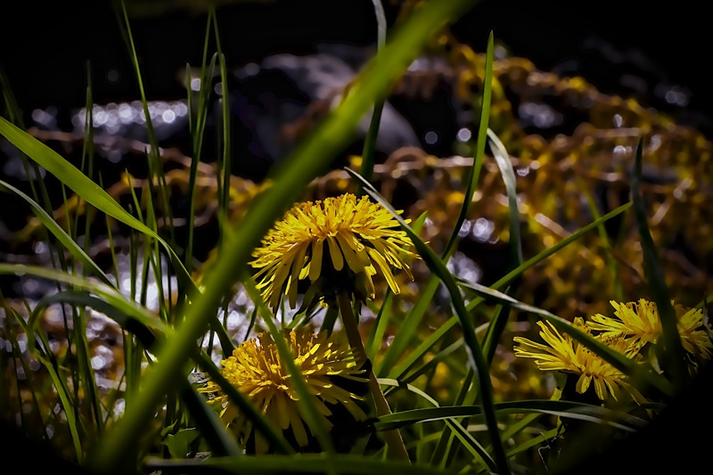 Dandelion by the brook- 01