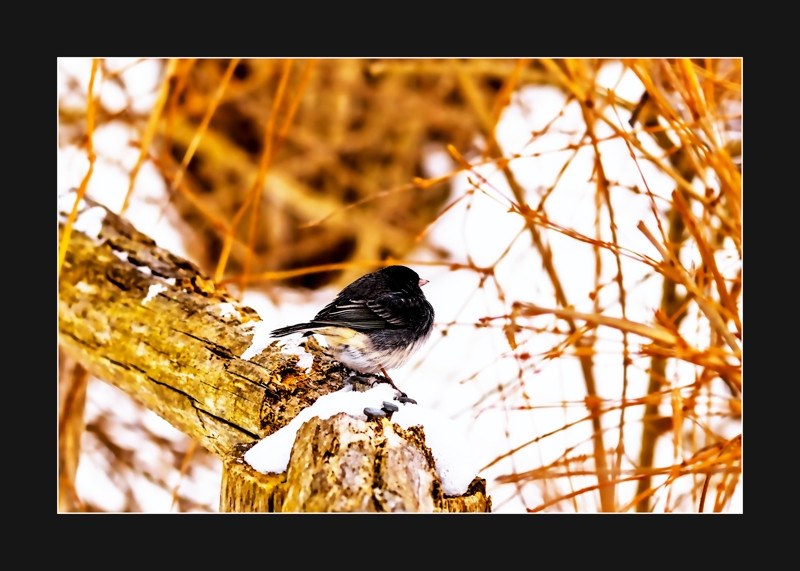 Dark eyed Junco at Edward Gardens- 00