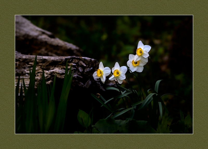 Narcissus poeticus- 00