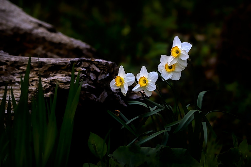 Narcissus poeticus- 01