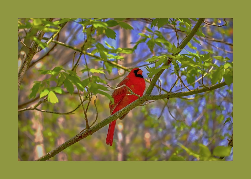 Nortern Cardinal at Edwards Garden- 00