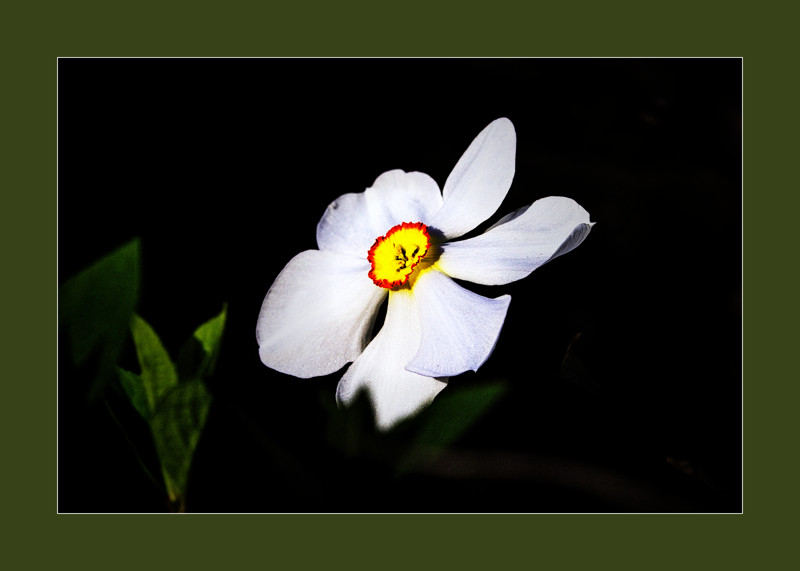 Poets narcissus- 00
