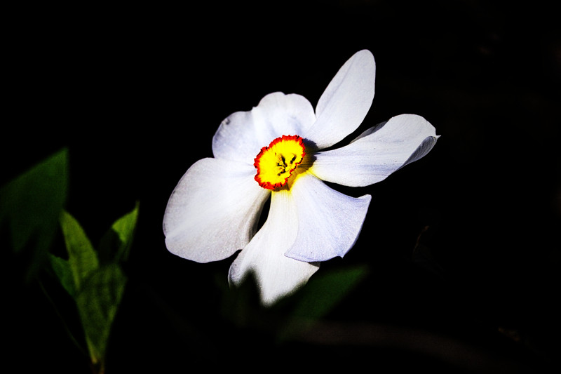 Poets narcissus- 01
