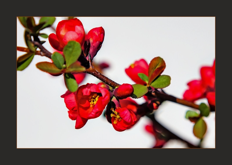 Texas Scarlet Sprig- 00