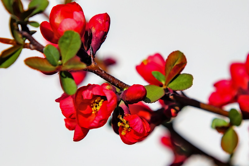 Texas Scarlet Sprig- 01