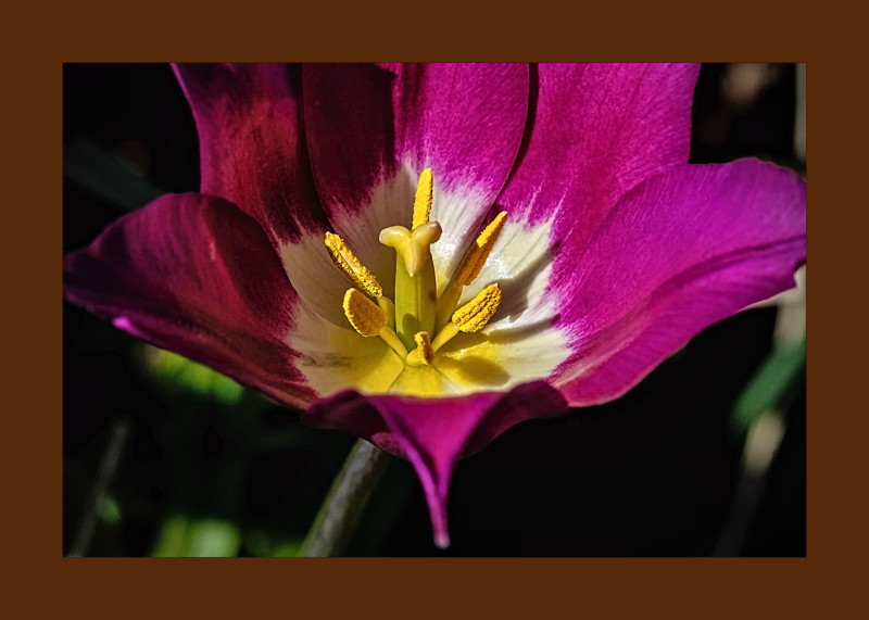 Tulipa pulchella- 00