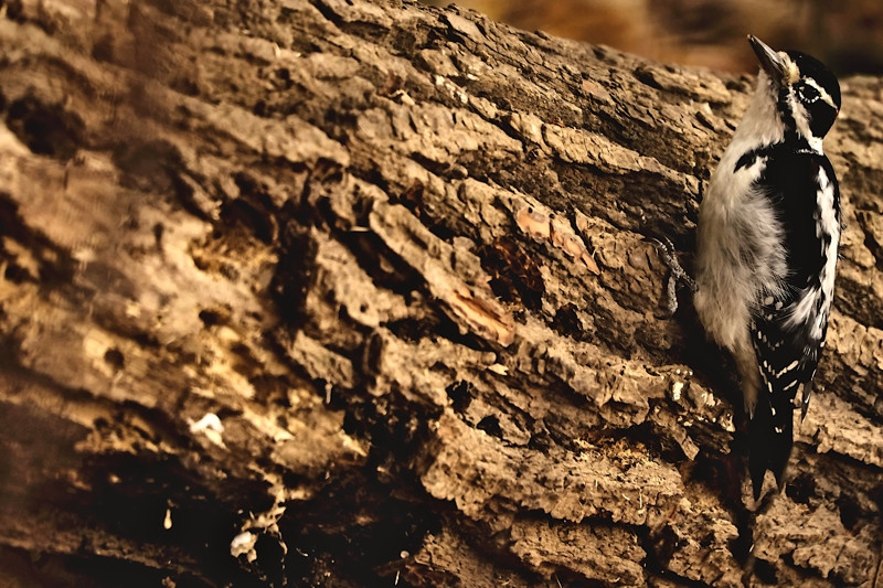 Woodpecker busy digging holes in a trunk to store food- 01