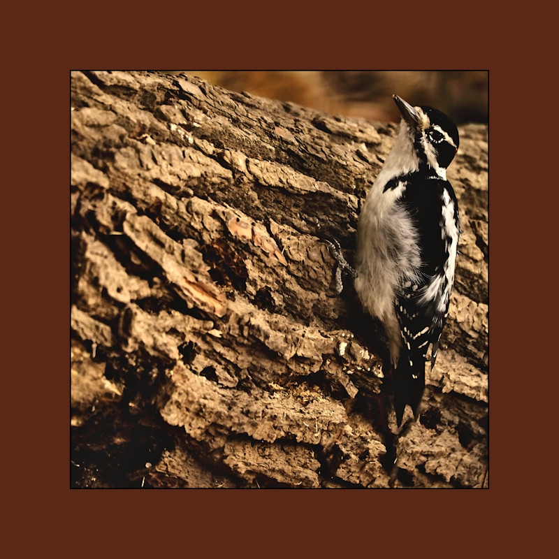 Woodpecker busy digging holes in a trunk to store food- 02