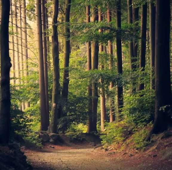 Cropped forest