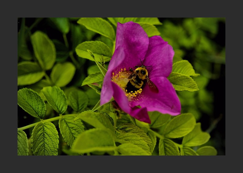 Bumble Bee cuddled by a Beach Rose- 00