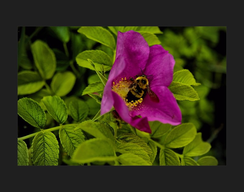 Bumble Bee cuddled by a Beach Rose- 01