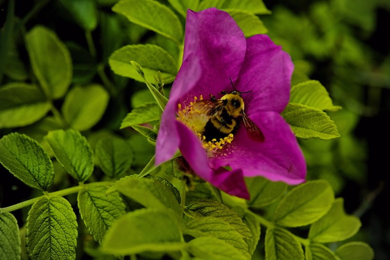 Bumble Bee cuddled by a Beach Rose- 02