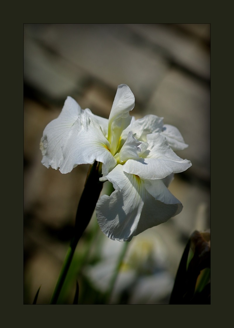 Cemetery iris- 00
