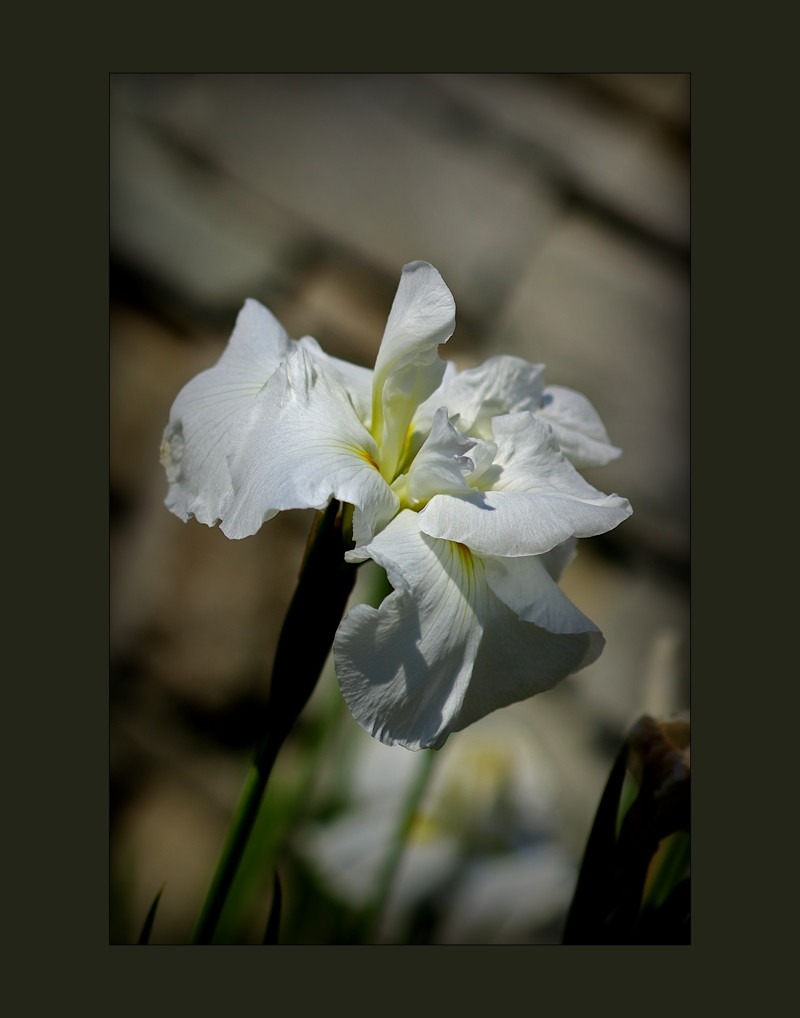 Cemetery iris- 01