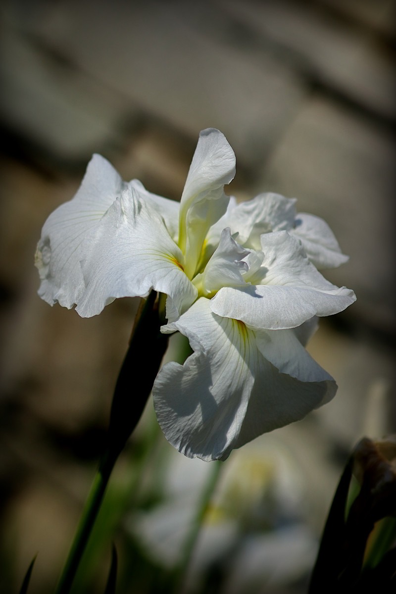 Cemetery iris- 02