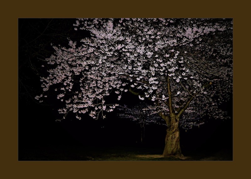Cherry Blossoms aka Sakura- 00