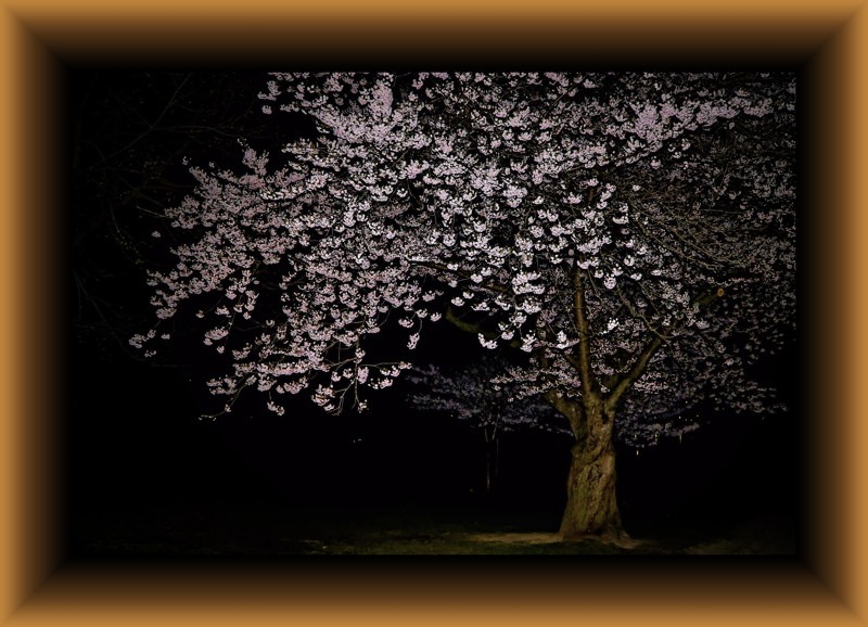 Cherry Blossoms aka Sakura- 01