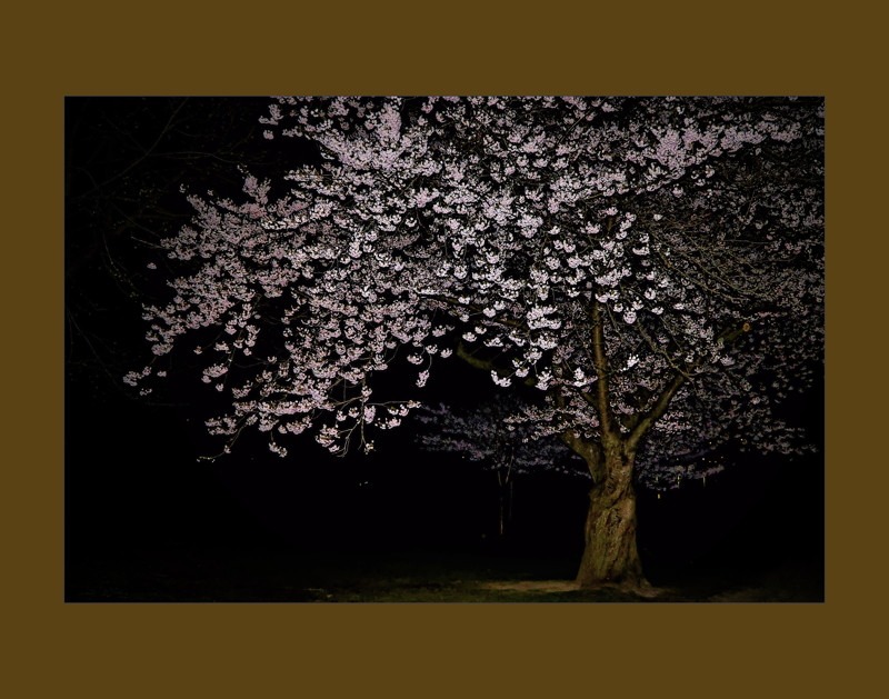Cherry Blossoms aka Sakura- 02