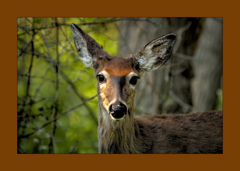 Columbian white-tailed deer- 00
