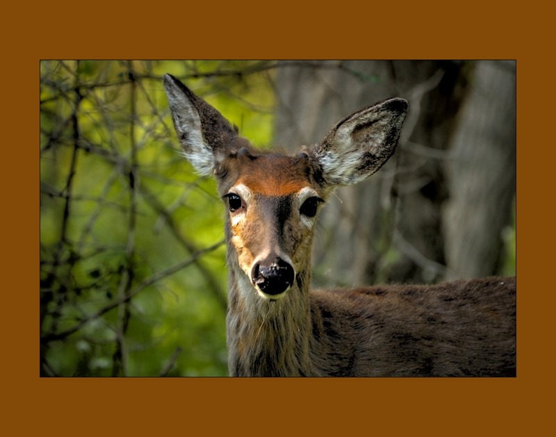 Columbian white-tailed deer- 01