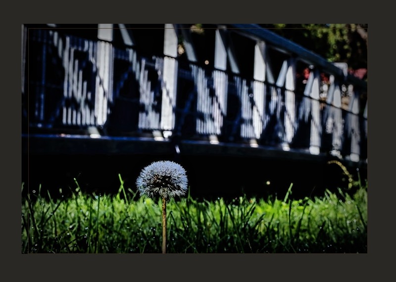 Dandelion by the bridge- 00