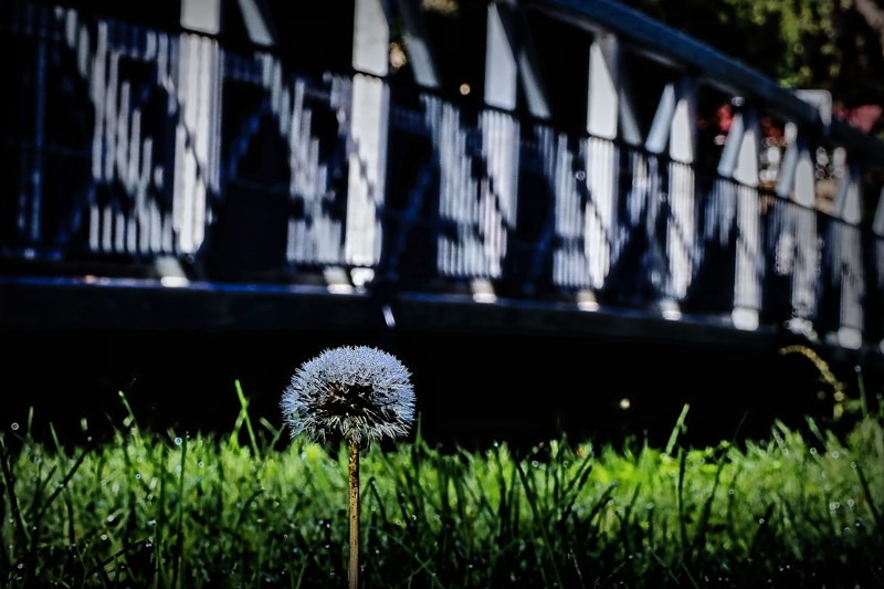 Dandelion by the bridge- 01