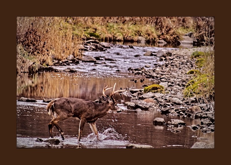 Deer crossing the brook- 00